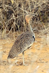 Buff-crested bustard. This is a male