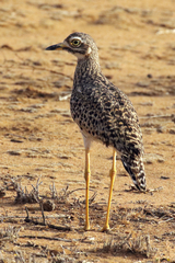 Spotted thick-knee, also known as a dikkop