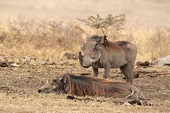 Oxpeckers attending to warthogs. As well as removing ticks they will drink blood from an open wound
