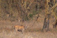 Elands are common around the lake but stay well away from the roads