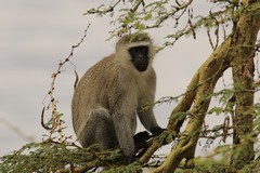Vervets live in troops and mostly eat fruit, but also seeds, flowers and gum of acacias are a favoutite out of fruiting season