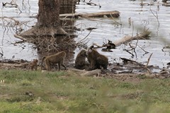 Olive baboons by the lakeshore