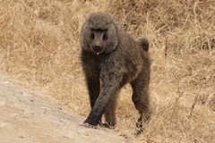 Olive baboons are the most widely dispersed species. They will hybridise with yellow baboons where their ranges overlap