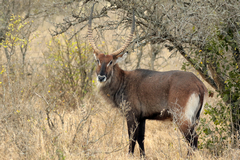 A shaggy coated Defassa waterbuck. They live in NE, Central and W. Africa