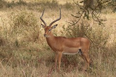 There are plenty of impalas in the park