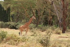 Nakuru is the best place to see the rare Rothschild's giraffe