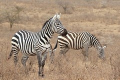 Beautiful Boehm's zebras. One of the many subspecies of plains zebras