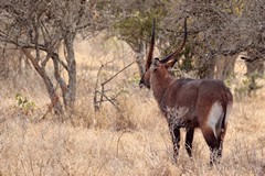 The back end of the Defassa waterbuck lacks the white circle seen on the common waterbuck