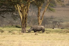 White rhinos are also known as square-lipped rhinos which to me is a better description
