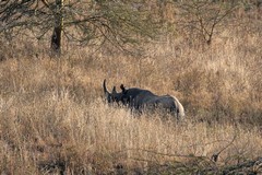 There are only about 5000 black rhinos left in the whole of Africa