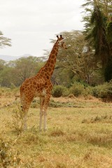 Between a half and three quarters of all giraffes are killed in their first year