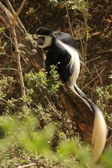Guereza colobus exist mostly on leaves. They are hunted for their skins