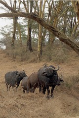 Female buffalos don't have the massive horns and boss of the bulls