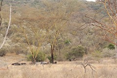 Buffalos resting in the shade of yellow barked acacias also known as fever trees