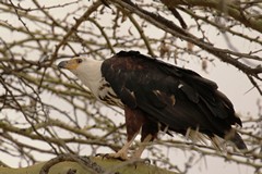 There are many fish eagles around the lake