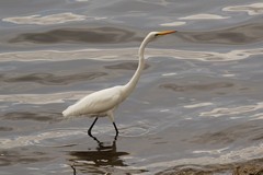 A great egret looking for fish
