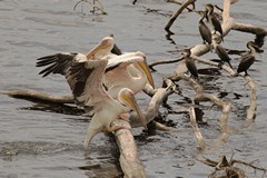 Great white pelicans drying off