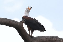 A fish eagle calls to its mate. They often engage in duets