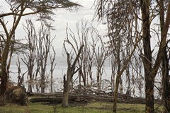  A lot of trees have died because the water level in the lake has risen in recent years. The cause is not fully understood