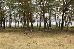 4342 The only green grasses seemed to be by the lake so many of the ungulates gathered there