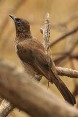 Common bulbul, extremely widespread throughout the region