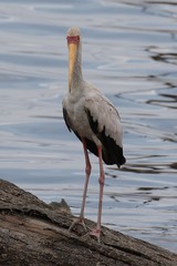 Yellow-billed storks feed on fish by walking along with open bills partially submerged
