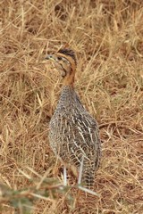 Shelley's francolin is common in wooded grassland