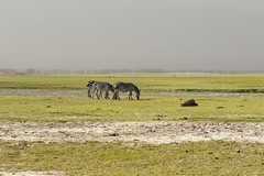 Amboseli is characterised by wide open areas of flat savannah, and short grass. The amount of woodland has decreased over the last thirty or so years, mostly due to more minerals in the soil which increased its salinity. The minerals are associated with a higher water tablet