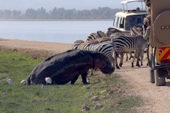 It's easy to get held up in  Amboseli as it's difficult to get around the  road block