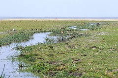 The grassland is much greener close to the<br/>marshes. Underground streams from Kilimanjaro eventually surface in the park