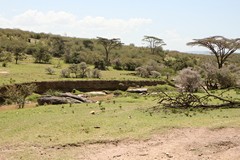 Many small rivers cut through the attractive hilly parts of the conservancies
