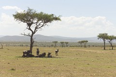 Western white-bearded wildebeeste are the dominant larger ungulates, along with zebra, topi and eland