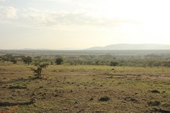 Looking across the rolling plains of the Maasai Mara. Trees follow the stream lines