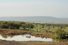 A waterhole in Naboisho