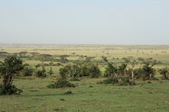 Vast open tree dotted plains. The beauty of the conservancies is that there is very little traffic to spoil the tranquility