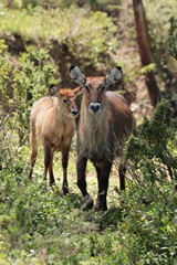 DeFassa waterbuck love the riverine forests, especially mothers with young