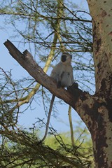 Vervet sitting in a yellow-barked acacia, also known as a fever tree