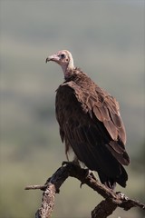 There are several species of vulture including these hooded vultures