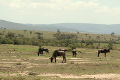 Wildebeeste must be the iconic animals of the Maasai Mara