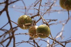 Wild melons do grow on trees. These fruits are much sought after by elephants
