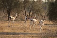 You never know what's in the next clearing. In this case a small batchelor herd of Grant's gazelles
