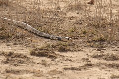 This Egyptian cobra was seen on the drive down to Amboseli from Selenkay. Unfortunately it didn't want to show us its hood