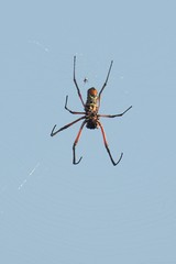 This looks like a huge female golden orb spider with a tiny male just above her. We wished him luck