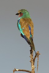 A ubiquitous Lilac-breasted roller. A real African jewel