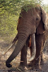 A real tusker, minding his own business and trying to enjoy his alloted timespan