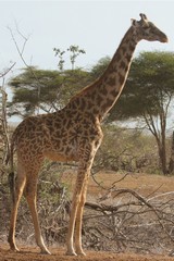 There are plenty of Maasai giraffes in the Selenkay conservancy