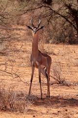 A gerenuk male, that most elegant of antelopes