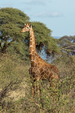 Reticulated giraffe in Meru