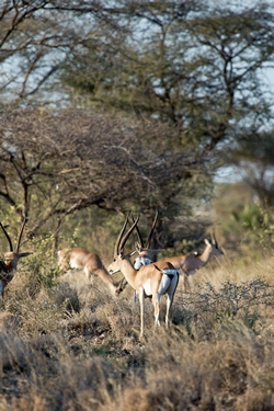 Grant's gazelles in Meru Kenya