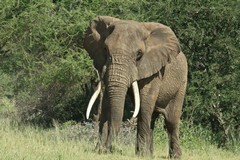 Huge tusks on this bull elephant in Tarangire National Park